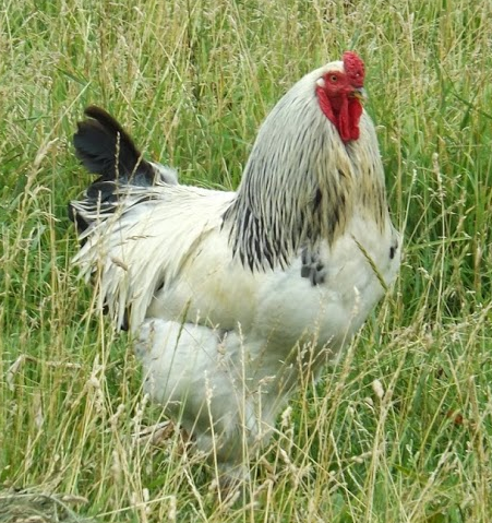 3212016rooster